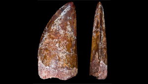 DENTS DE DINOSAURE